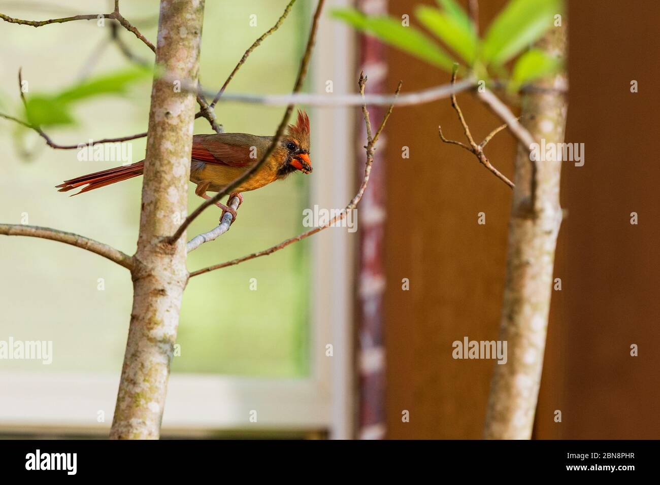 Weiblicher Nordkardinvogel, Cardinalis Cardinalis, auf einem Baumglied mit Futter für ihre jungen Küken im Schnabel. Stockfoto