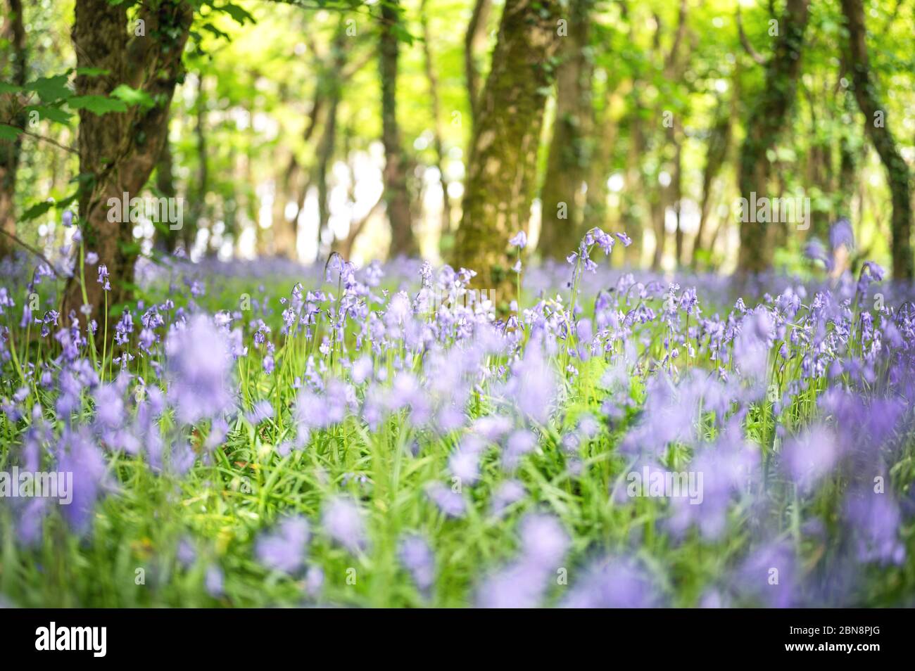 Bluebell Wald Szene Stockfoto