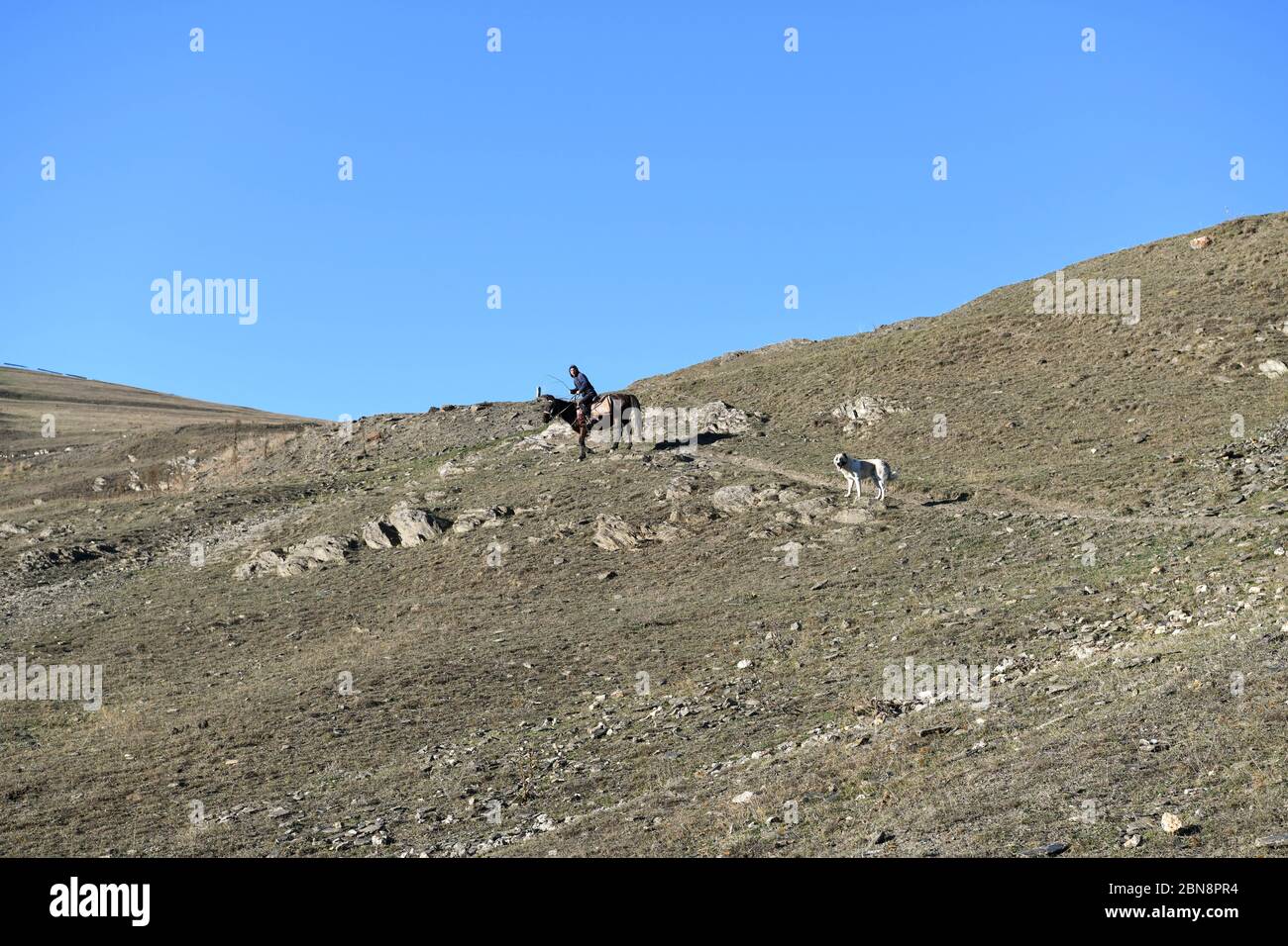 Kaukasus, Georgien, Tusheti Region, Shenako. Ein Mann reitet mit einem Hund auf einem Pfad in der Nähe des Dorfes Omalo in der Region Tusheti in Georgien. Stockfoto