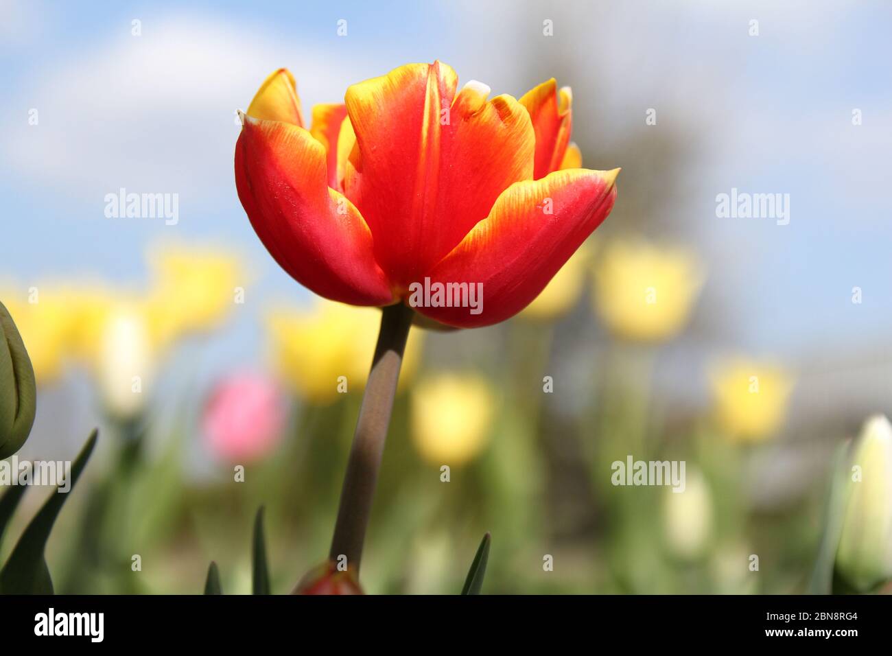Eine rote Tulpe mit gelben Rändern Nahaufnahme und ein blauer Himmel mit gelben Tulipentunkten im Hintergrund in den niederlanden im Frühling Stockfoto
