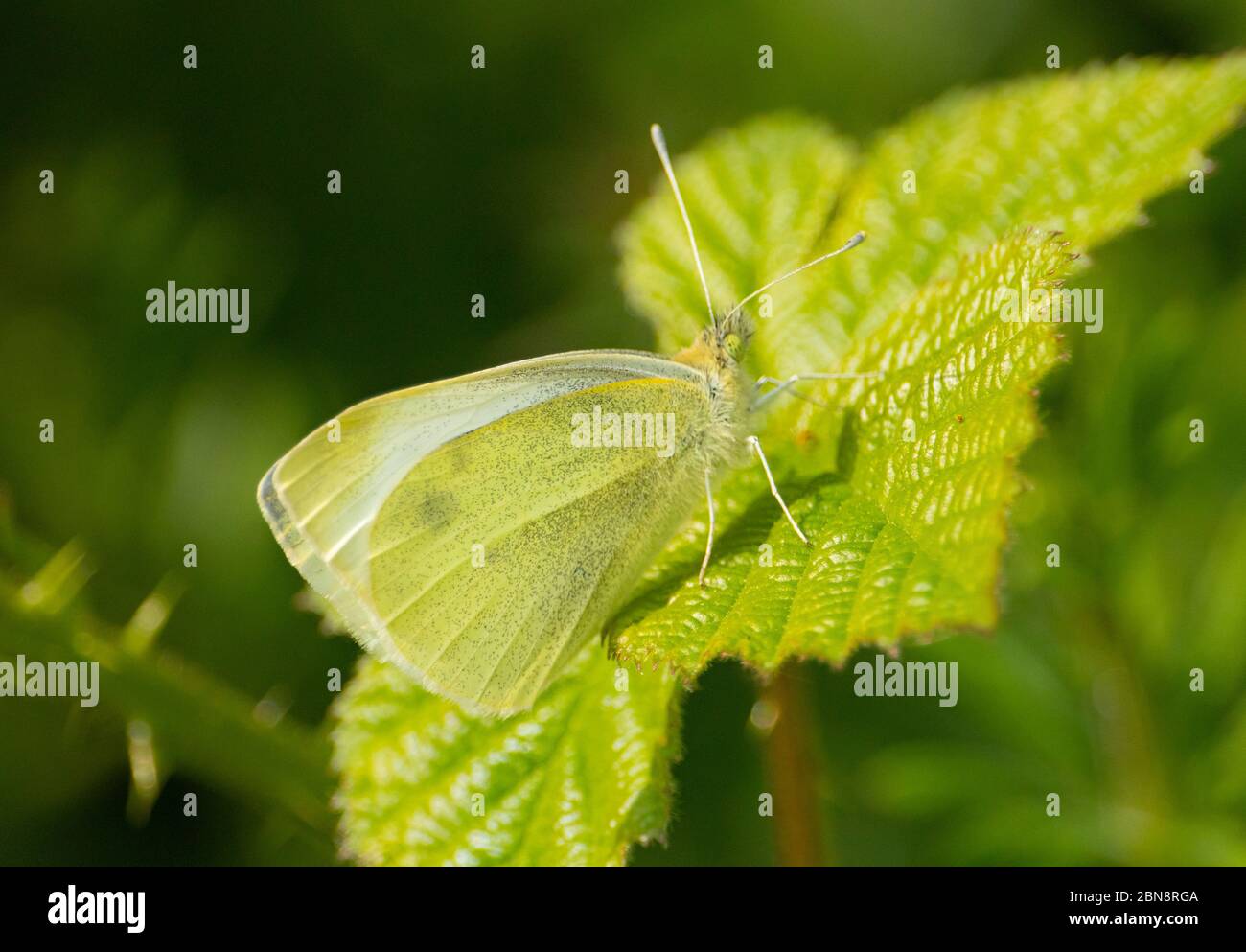 Schmetterling, Grün geädert weiß, Bug, thront auf einem Blatt in der Bedfordshire Landschaft, Großbritannien Stockfoto