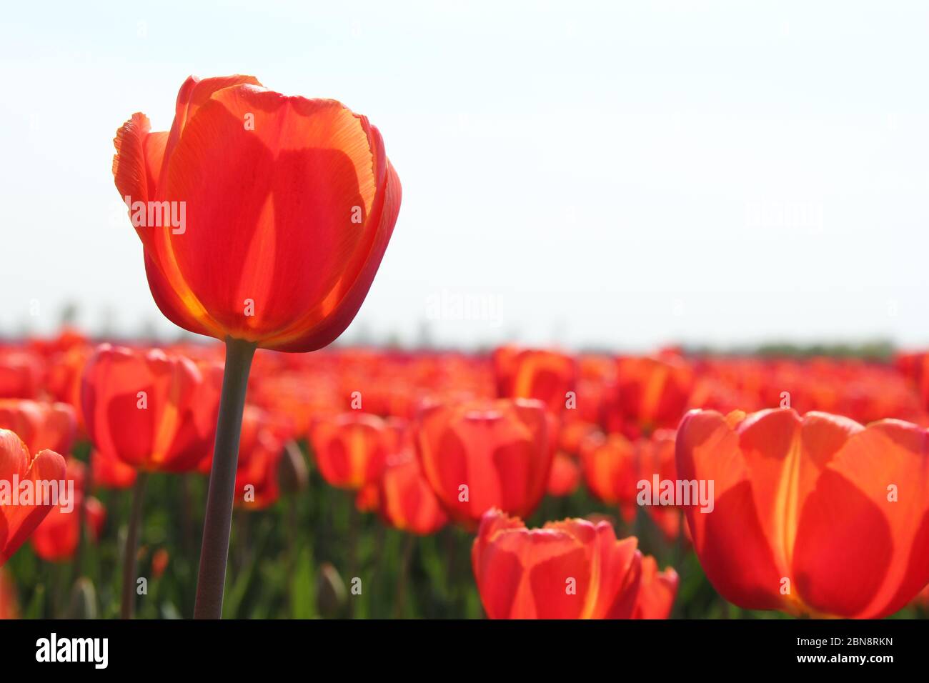 Eine rote Tulpe vor einem Feld mit roten Tulpen im Birnenfeld in der niederländischen Landschaft im Frühjahr Stockfoto