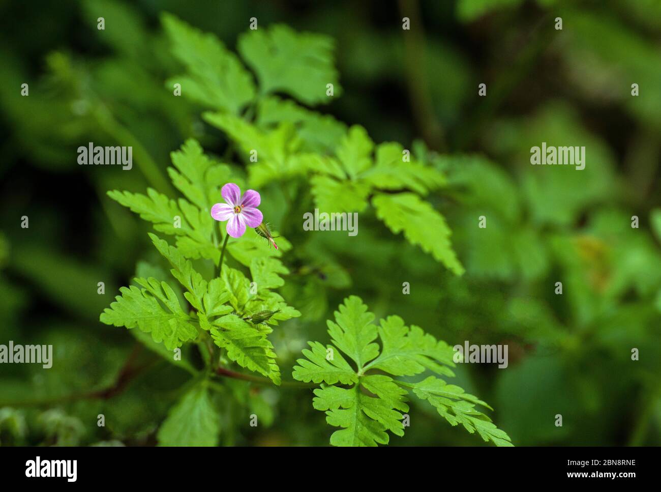Waldblume, Herb Robert oder Geranium robertianum, im Frühling Stockfoto
