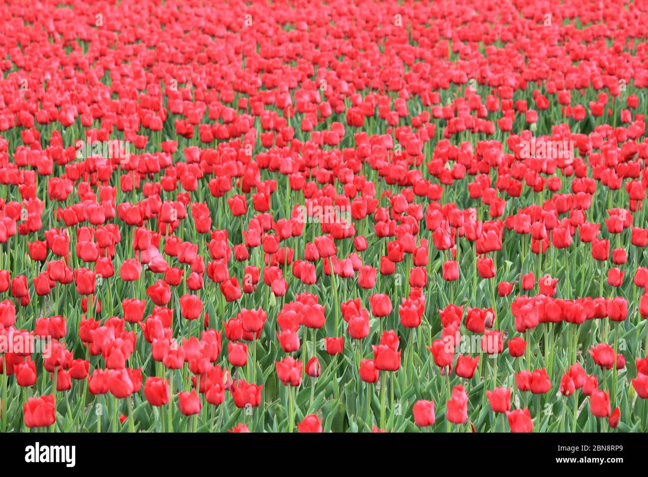 Viele schöne rote Tulpen überall in einem Tulpenfeld in den niederlanden an einem sonnigen Tag im Frühling Stockfoto