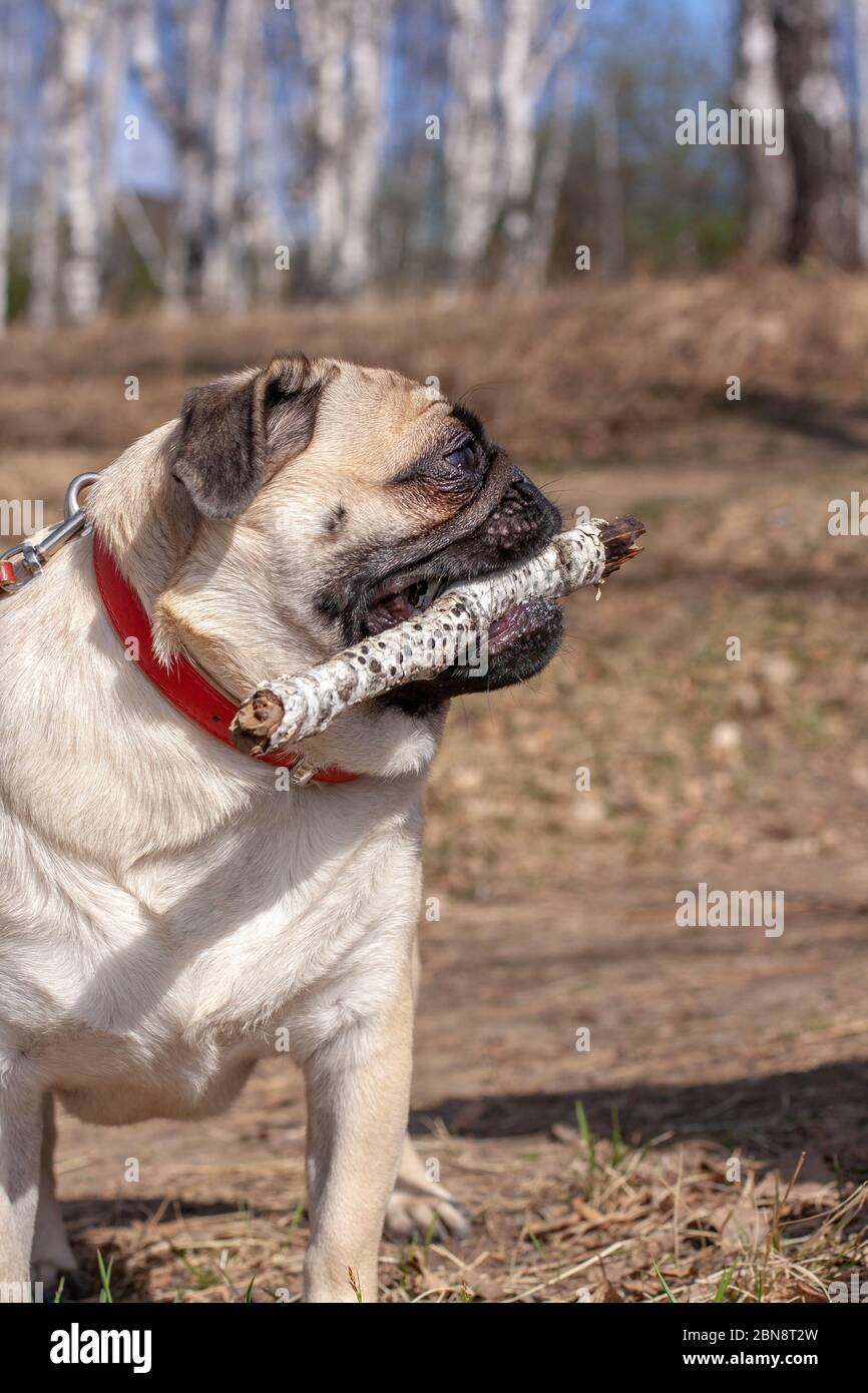 Ein Mops mit einem Stock im Mund blickt seitlich gegen einen verschwommenen Wald. Roter Lederkragen. Kopierbereich. Vertikal. Stockfoto
