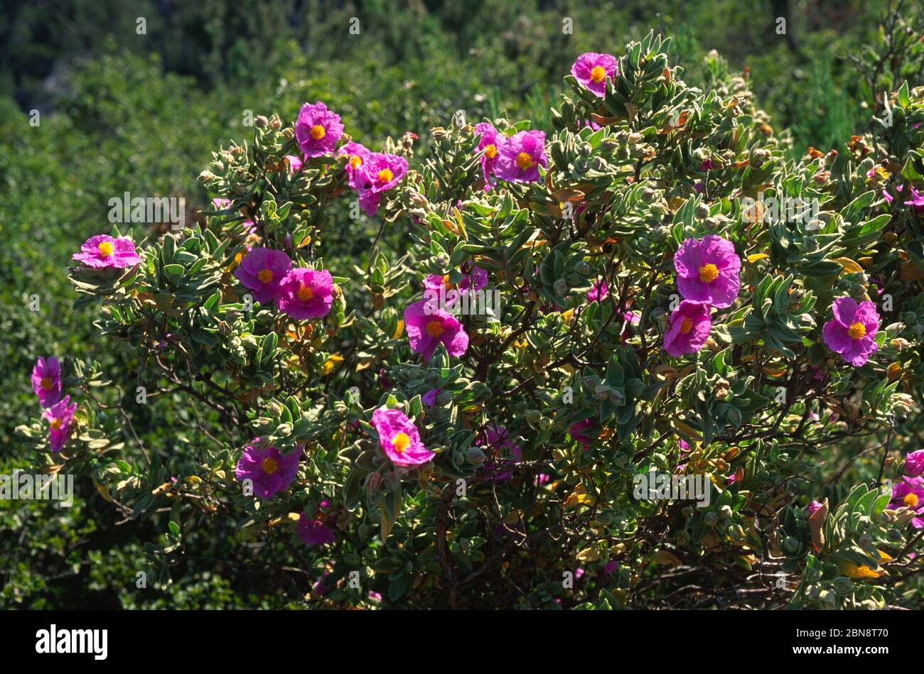 Cotony Zysten der Provence Stockfoto