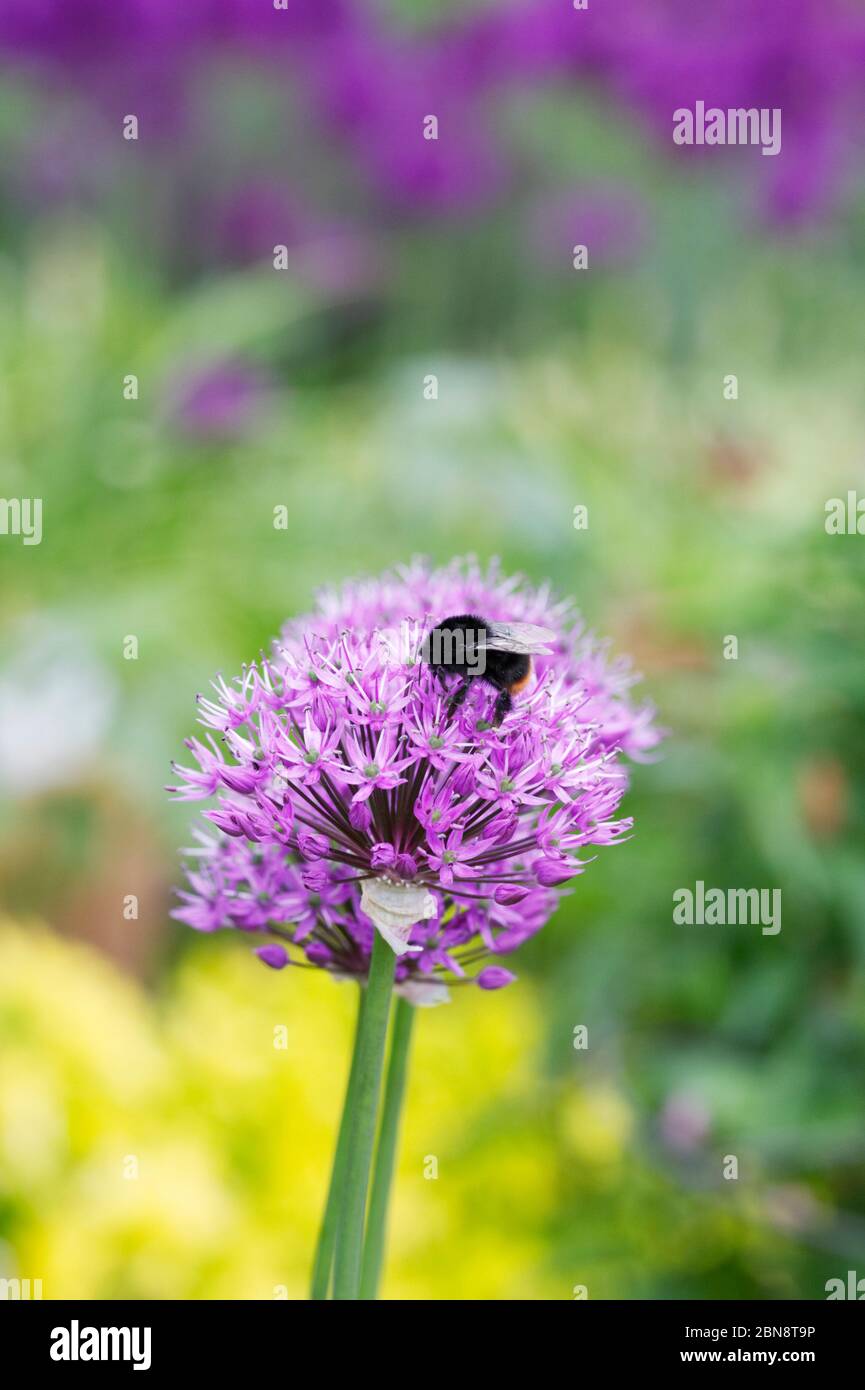 Bombus lapidarius auf Allium Blumen. Hummel mit rotem Schwanz. Stockfoto