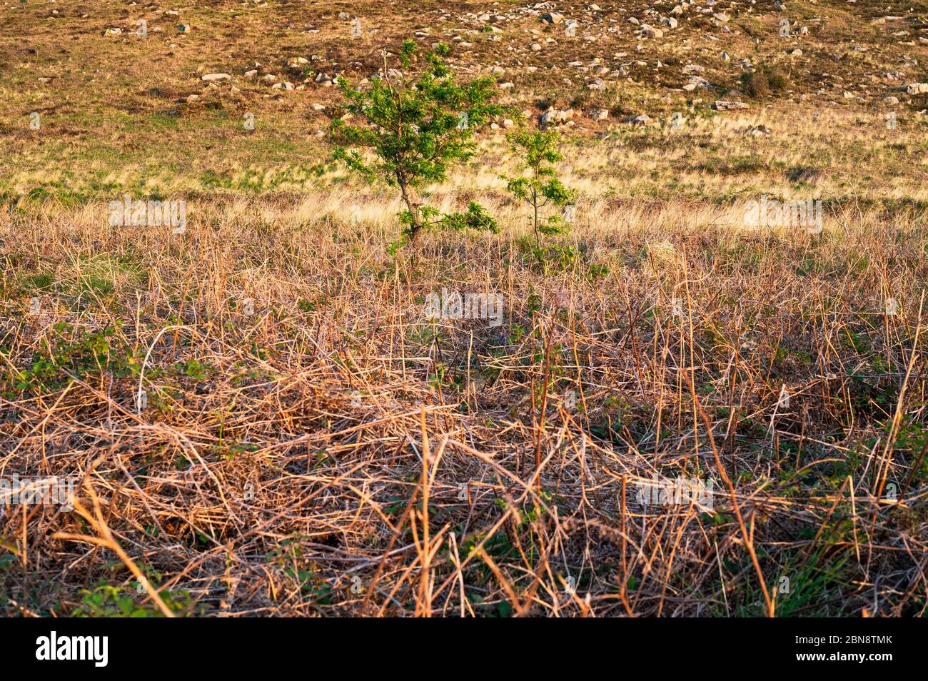 Baum Gegen Den Hügel Stockfoto
