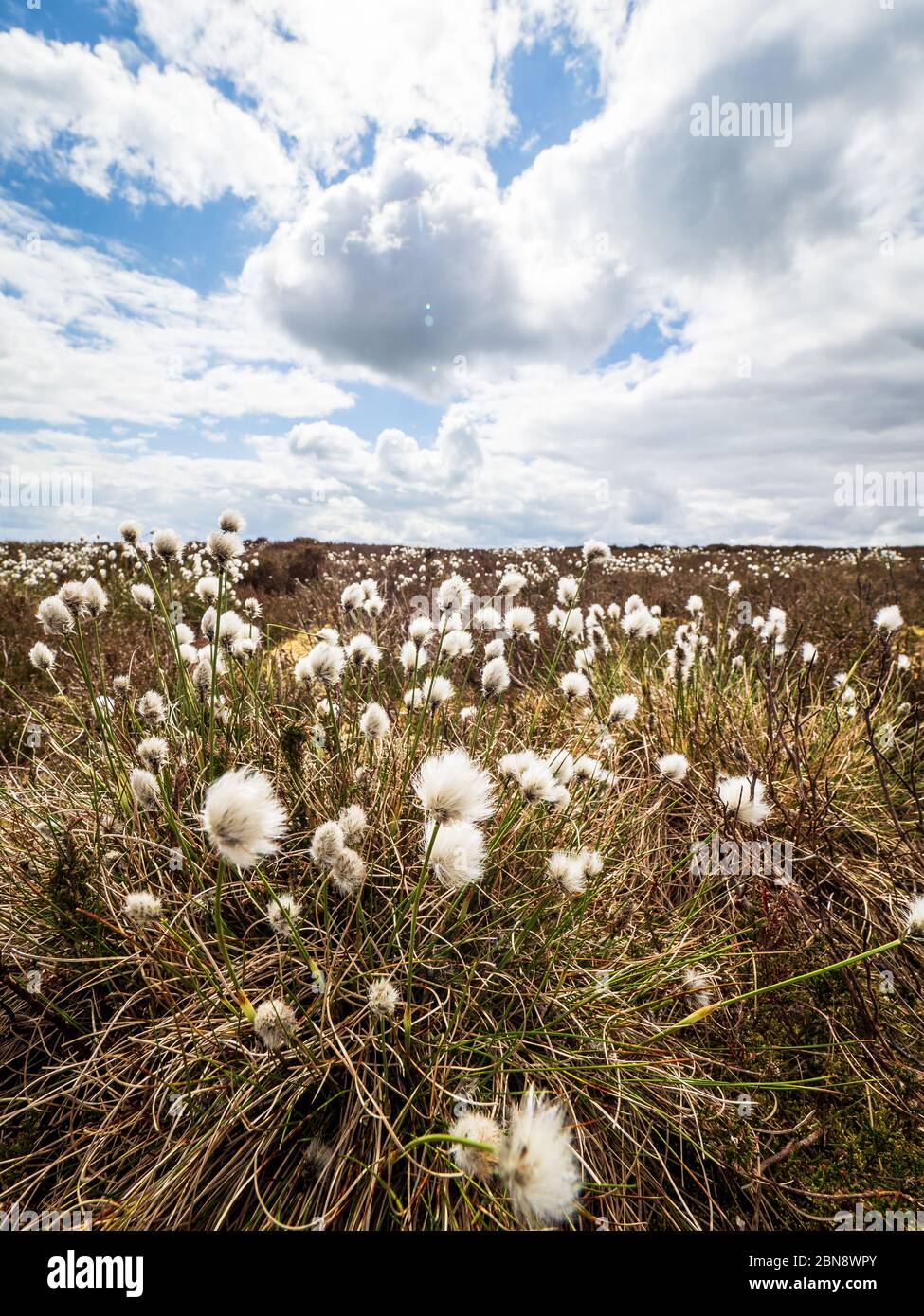 Haselschwanz-Baumwollgras (Eriophorum vaginatum) auf einem Yorkshire Moorland Stockfoto