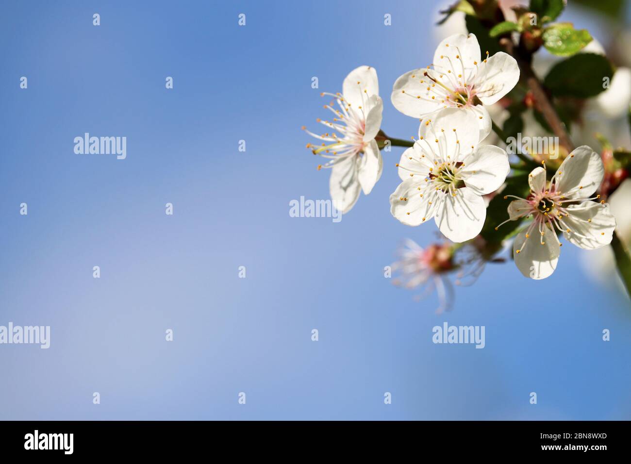 Kirschblüte im Frühjahr auf blauen Himmel isoliert, floralen Hintergrund für romantische Karte. Weiße Blumen auf einem Zweig mit freiem Kopierraum, weiche Farben Stockfoto