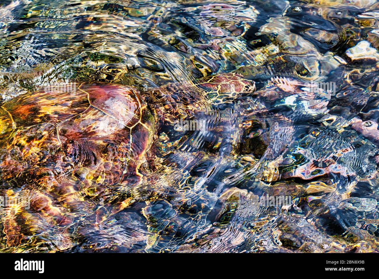Abstrakte Ansicht einer grünen Meeresschildkröte, die unter Wasser im flachen Wasser schwimmt. Stockfoto
