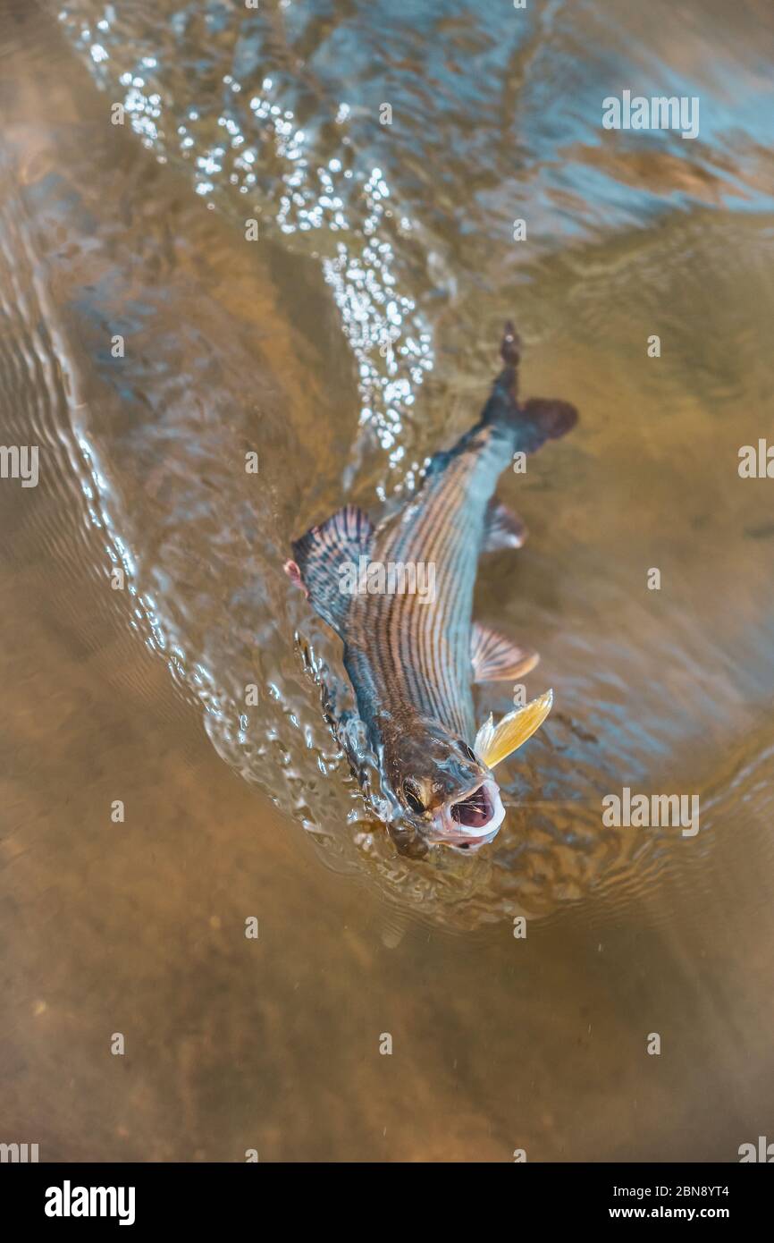 Äschen in klarem Wasser. Fliegenfischen und Tenkara. Stockfoto