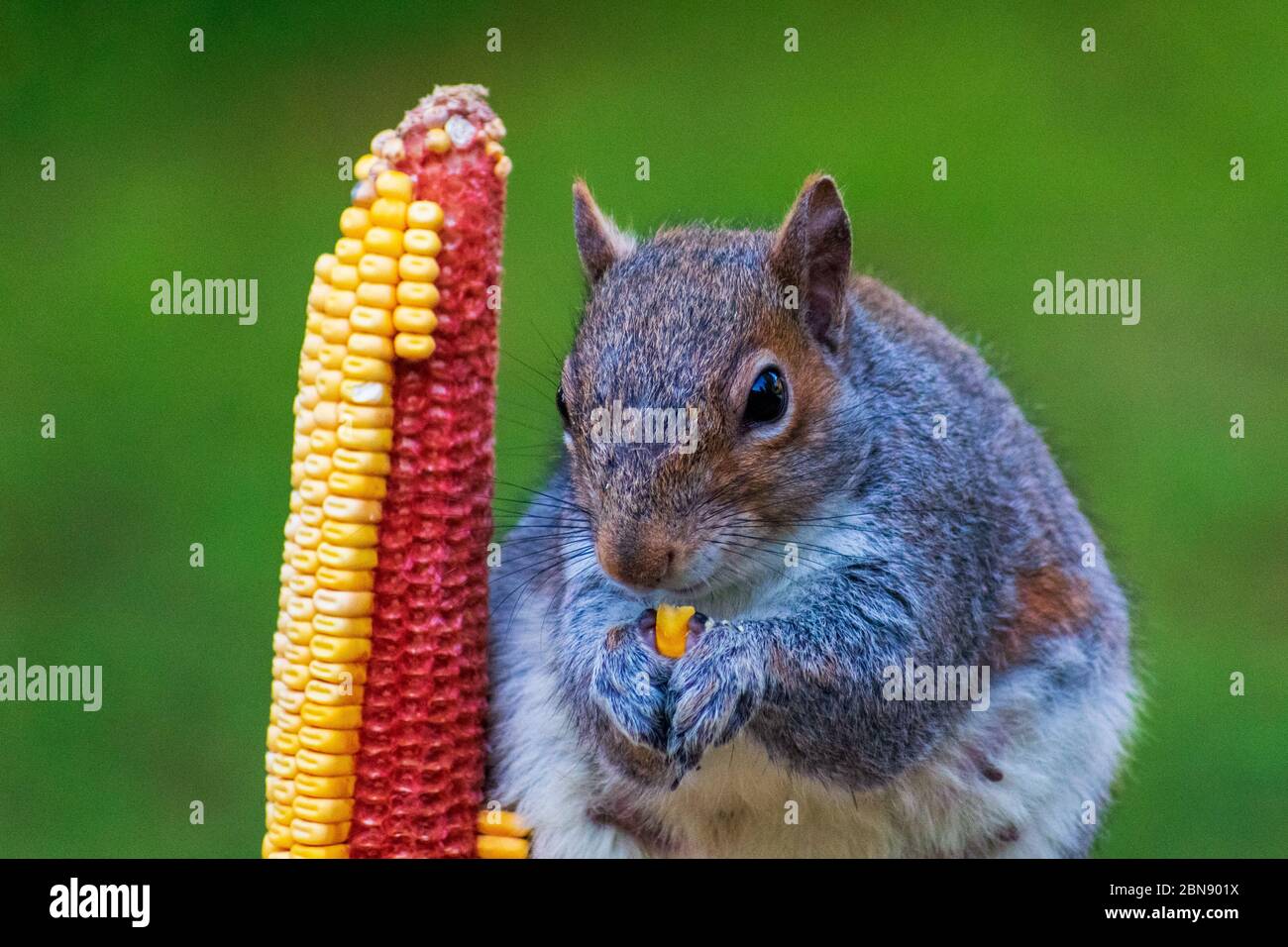 Eichhörnchen Essen Aus Feeder Stockfoto