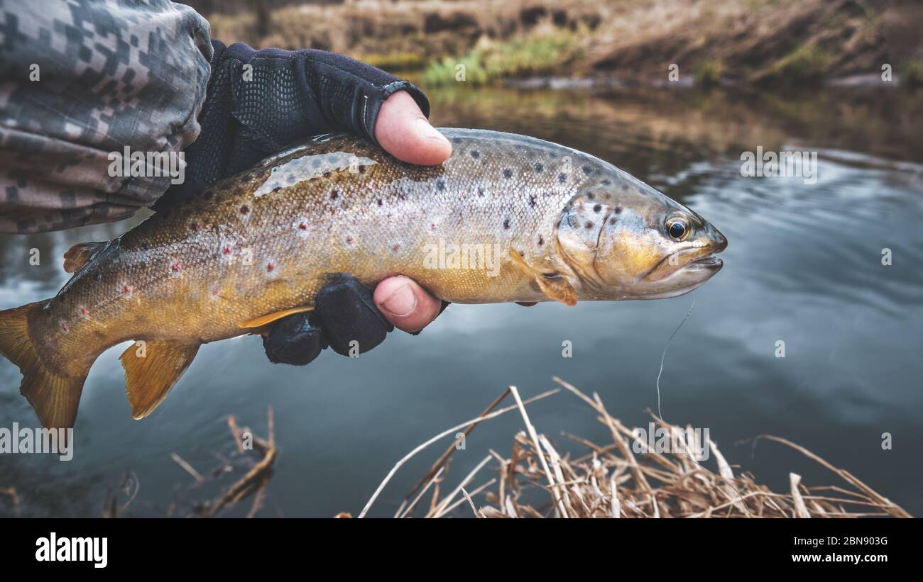 Bachforelle in der Hand eines Fischers. Stockfoto