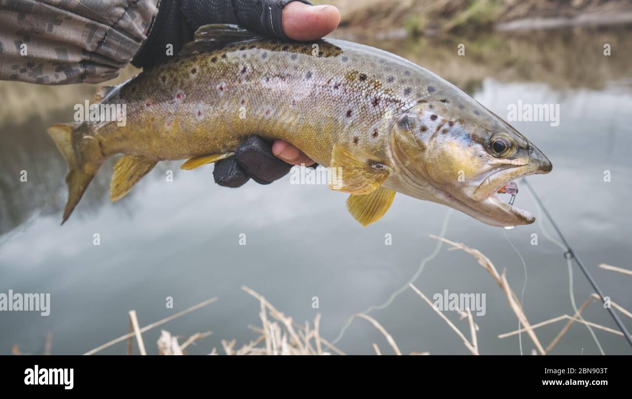 Bachforelle in der Hand eines Fischers. Stockfoto