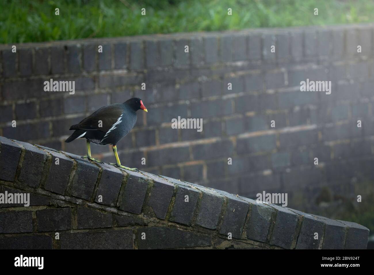 Moorhen geht vorsichtig Stockfoto