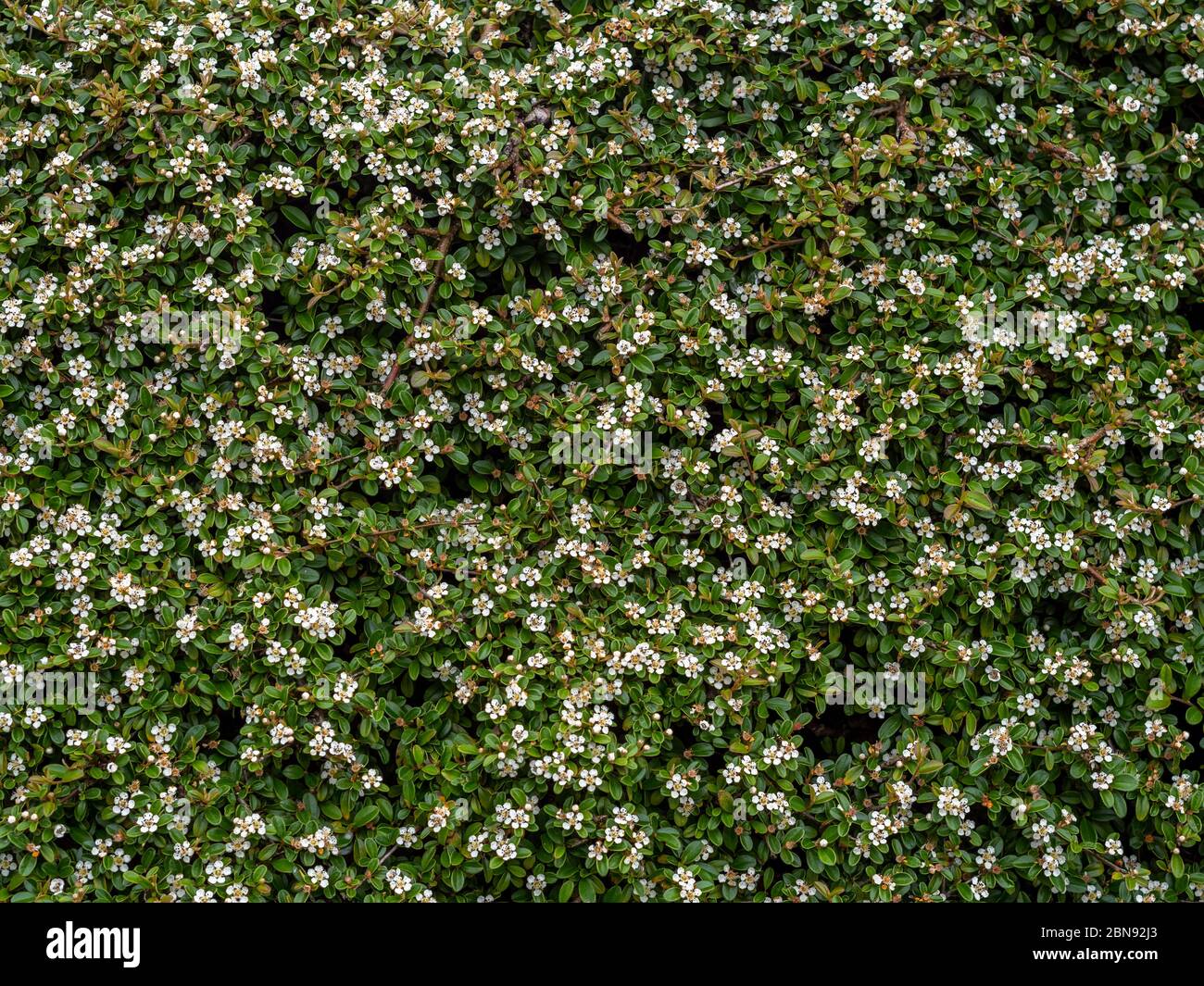 Cotoneaster horizontalis, Gartenstrauch, blühende Pflanze. Schöne Bodenabdeckung, aber nicht nativ invasiv. Stockfoto