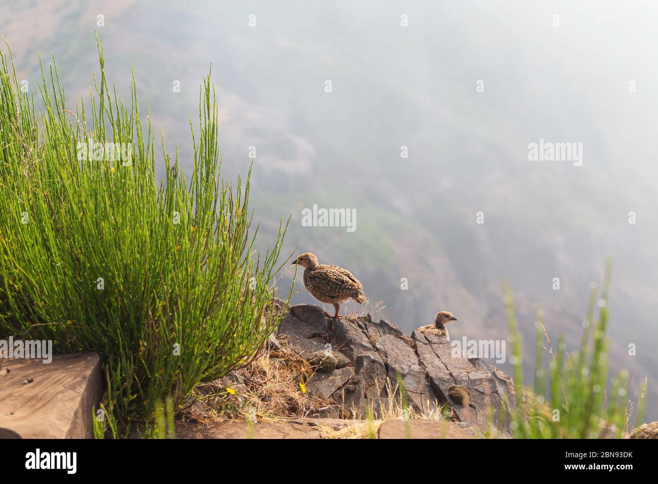 Die Felspardge Alectoris graeca Vögel ein Vogel einer Fasanenfamilie mit Küken auf einem Wanderweg in den Bergen von Madeira. Stockfoto