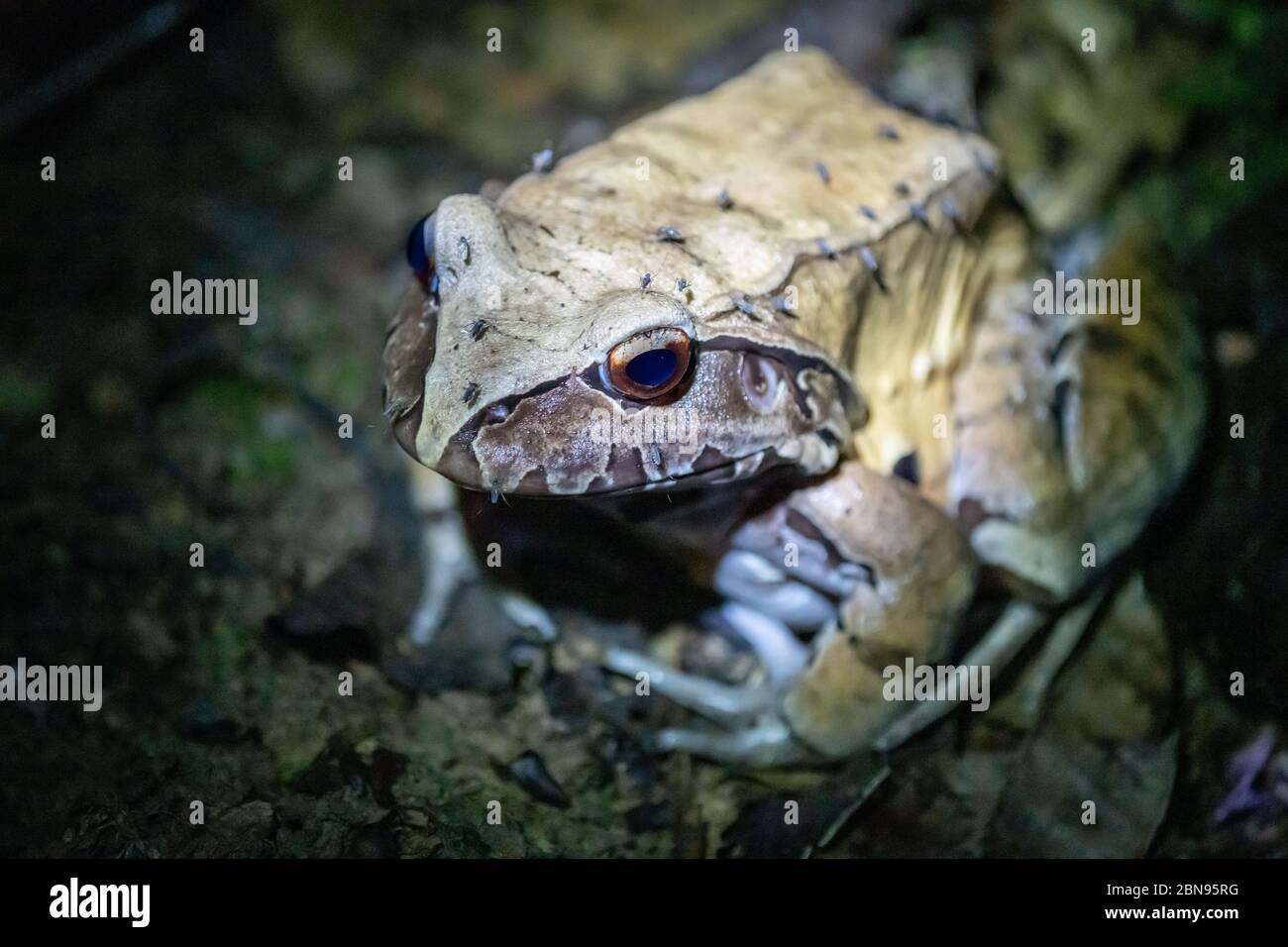 Nachtaktiver Smoky Jungle Frog (Leptodactylus pentadactylus) im peruanischen Amazonas Stockfoto