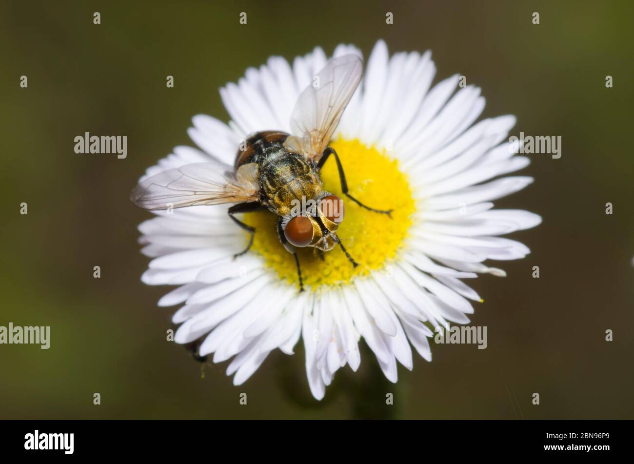 Tachinidfliegen, Gymnoclytia sp., Futter auf Fleabane, Erigeron sp. Stockfoto