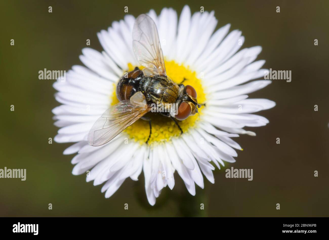 Tachinidfliegen, Gymnoclytia sp., Futter auf Fleabane, Erigeron sp. Stockfoto