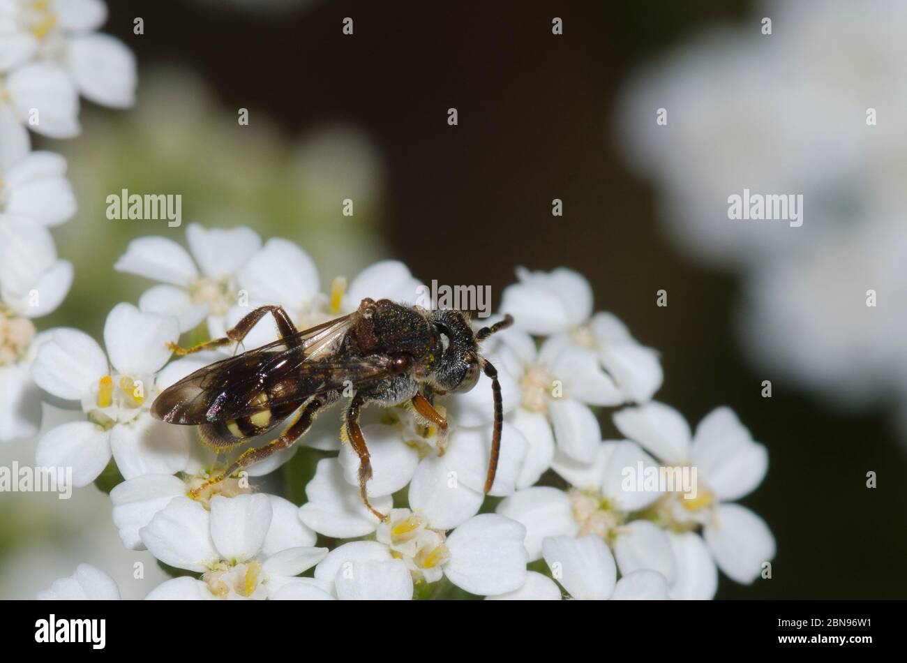 Nomad Bee, Nomada sp., Futter auf Schafgarbe, Achillea millefolium Stockfoto
