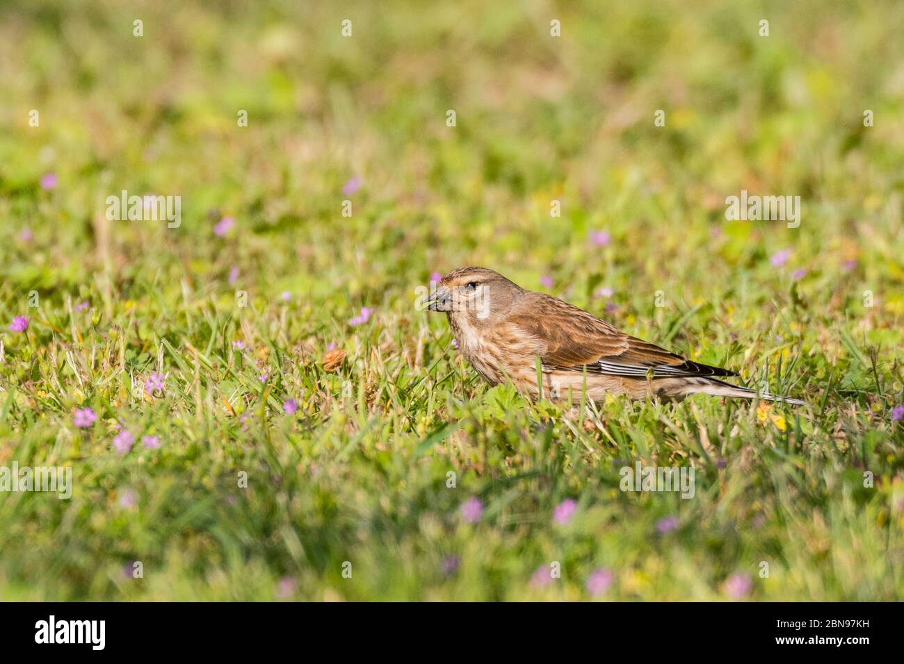 Ein weibliches Linnet (Carduelis cannabina) in Großbritannien Stockfoto