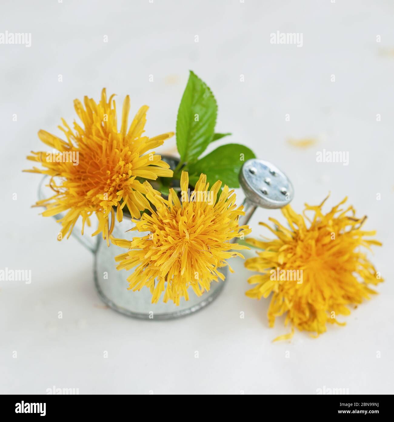Bouquet von gelben Löwenzahn Blumen Nahaufnahme in kleinen Spielzeug dekorative Gießkanne, heller Hintergrund. Konzept des Frühlings Stockfoto