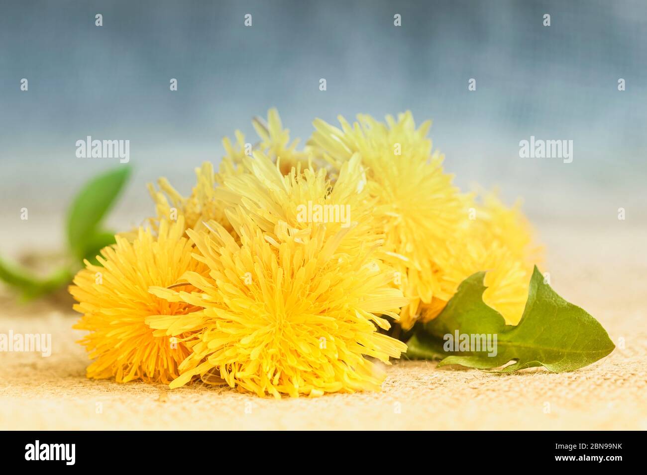 Bunte Frühling und Sommer Blumen Hintergrund, helle sonnige Löwenzahn, Konzept des Frühlings, Feiertage und Geschenke Stockfoto