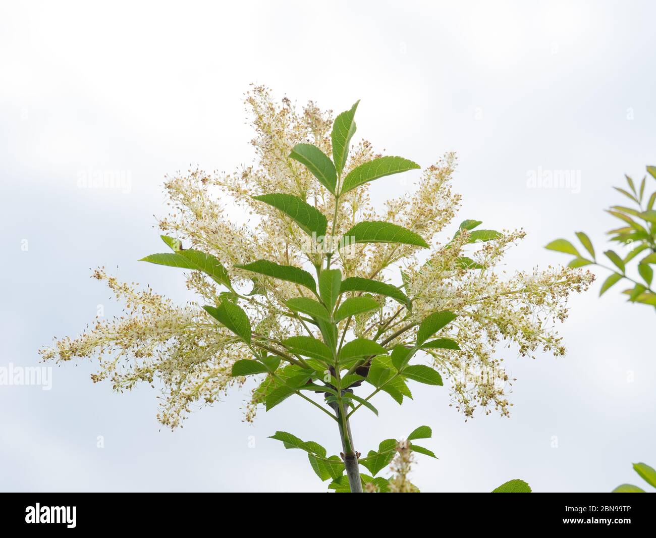 Aschezweig voller Blumen und neuer Blätter. Weißer Hintergrund Stockfoto