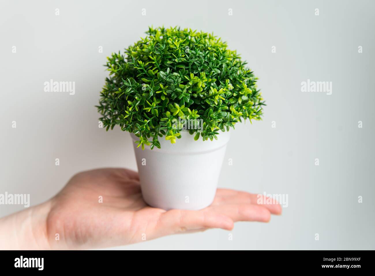 Grüne Pflanze im weißen Topf auf der Hand auf weiß. Pflege- und Gartenkonzept Stockfoto