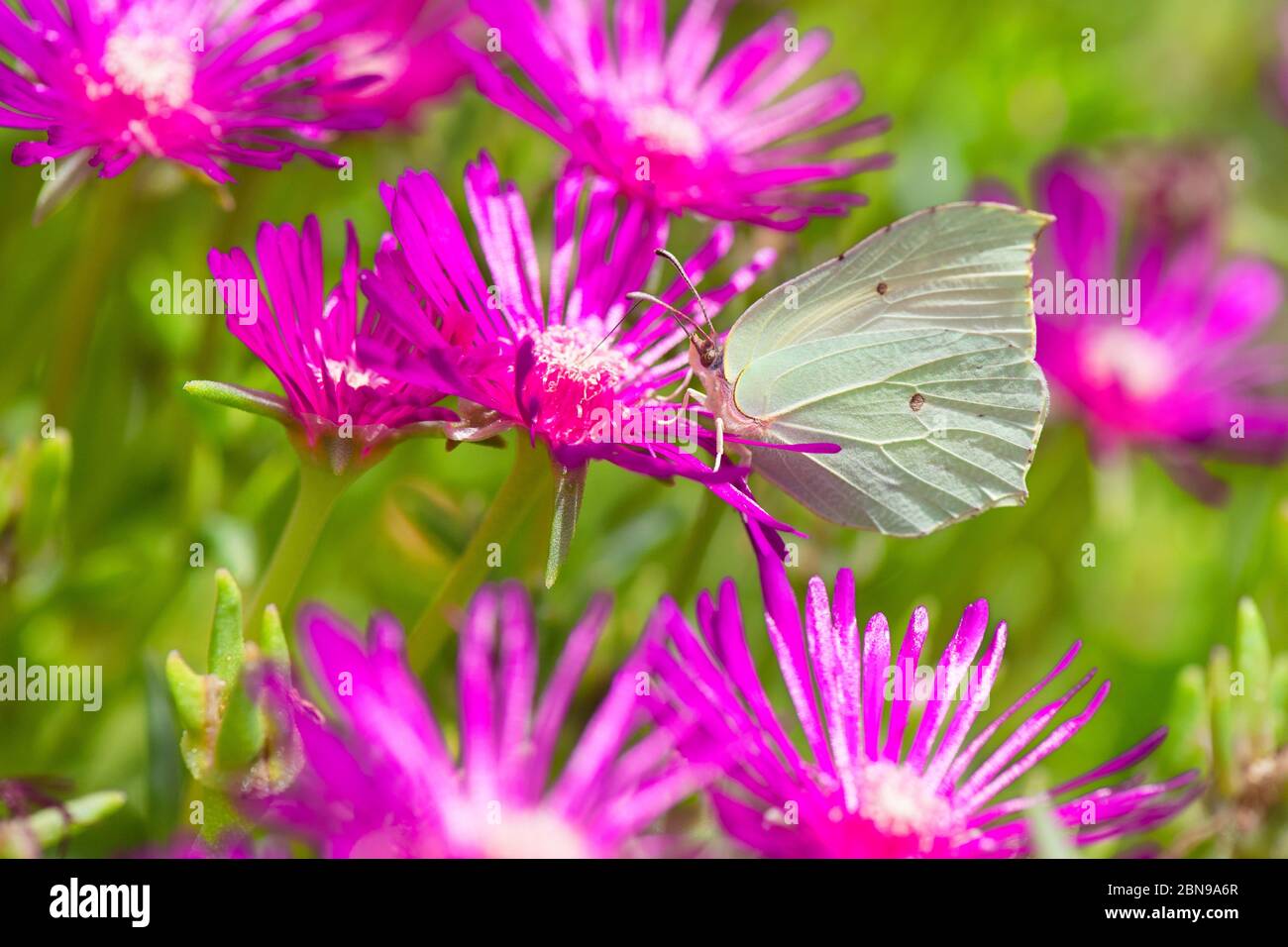 Weißer Schmetterling auf rosa Eisblumen Stockfoto