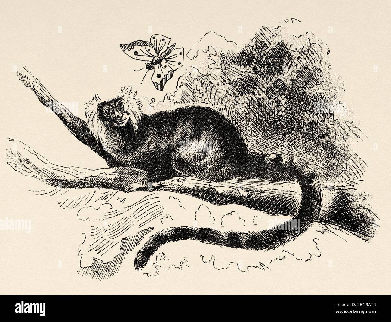Die gemeine Murmeltier (Callithrix jacchus) Art von Schnabeltier Primaten in der Familie Callitrichidae. Alte gravierte Tier Illustration 19. Jahrhundert Stockfoto