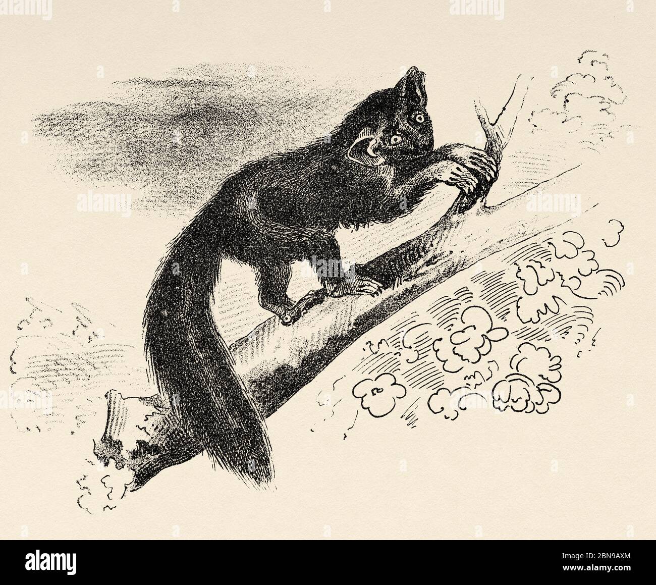 Aye-aye (Daubentonia madagascariensis) endemischer Strepsyrhine-Primat Madagaskars, verwandt mit Lemuren. Alte gravierte Tier Illustration 19. Jahrhundert Stockfoto