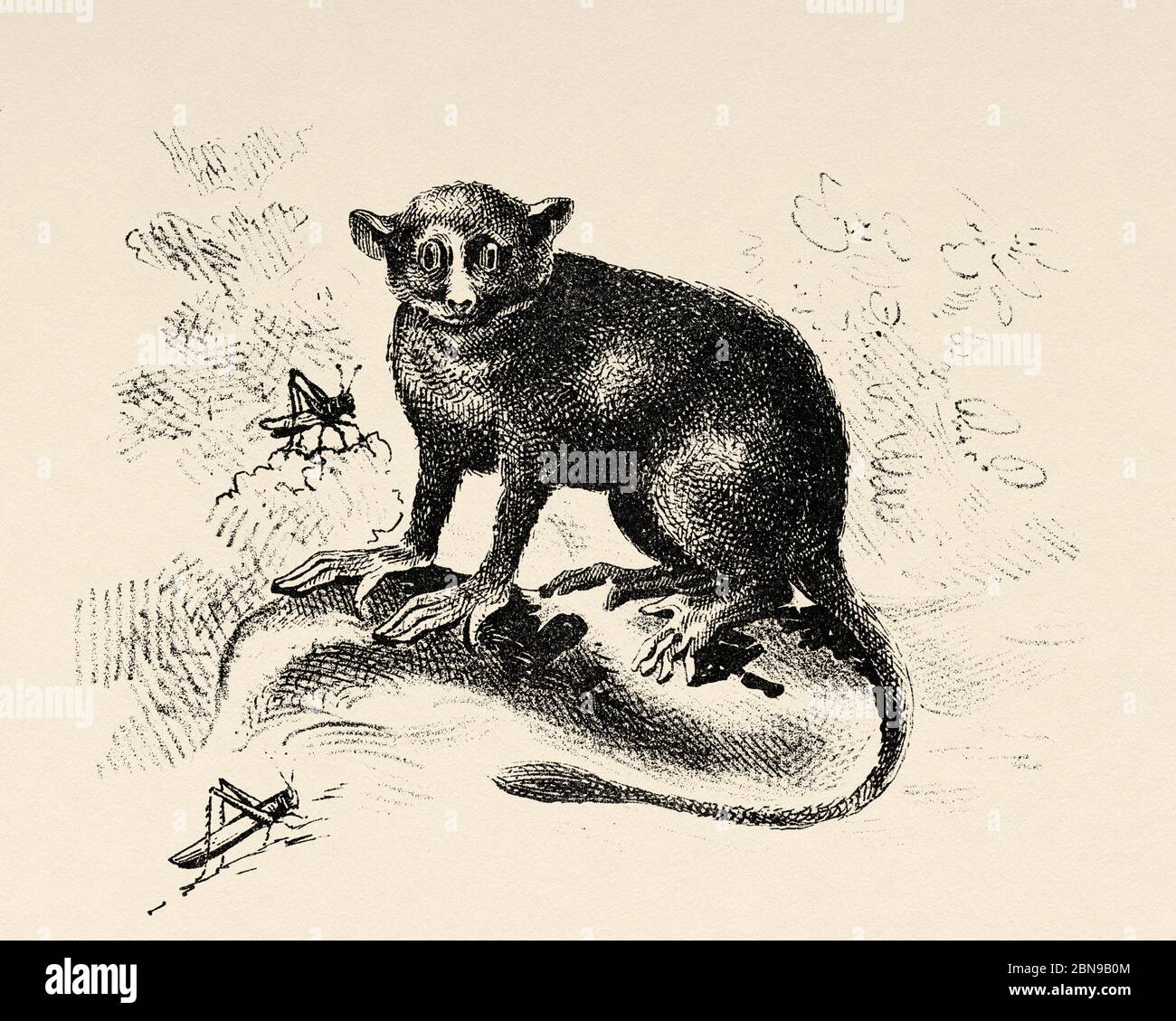 Tarsars oder Tarsals (Tarsius) Primas aplorrinos von der Infraorder Tarsiiformes. Familie Tarsiidae, haplorrinos neben den Simiiformes. Alte gravierte Tier Illustration 19. Jahrhundert Stockfoto