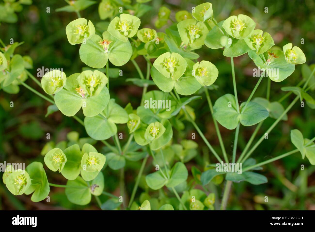 Waldspieg - Euphorbia amygdaloides Waldland wilde Blume Stockfoto