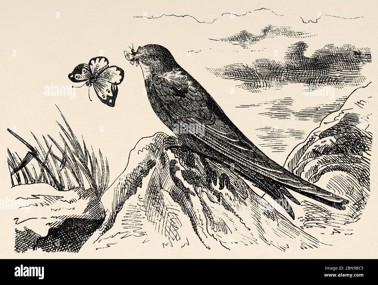 Die für Eurasien und Afrika typische Art des abtrünnigen Vogels (Apus apus) der Familie der Apodidae. Alte gravierte Tier Illustration 19. Jahrhundert Stockfoto