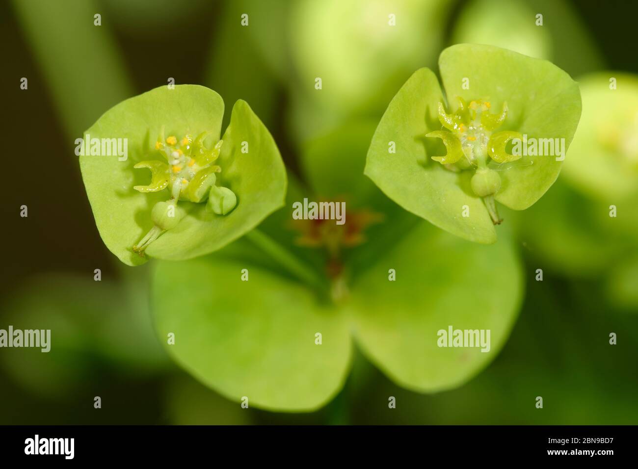 Waldschwein - Euphorbia amygdaloides die Schließe der Blumen Stockfoto
