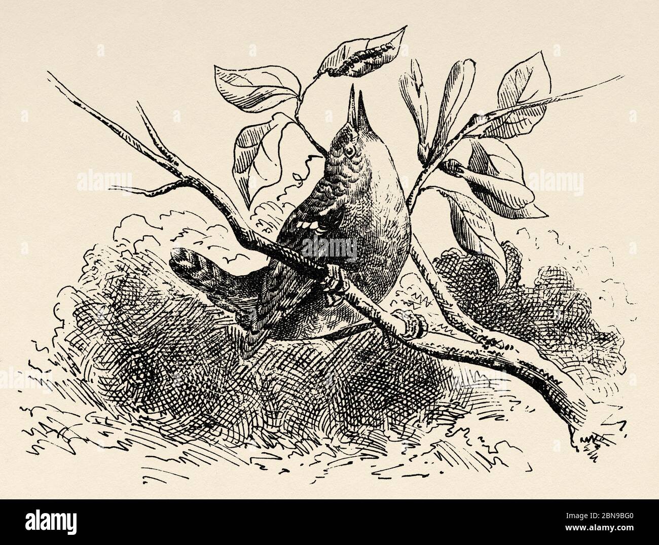 Der Singlekinglet (Regulus regulus) ist der kleinste Singvögel Europas. Alte gravierte Tier Illustration 19. Jahrhundert Stockfoto