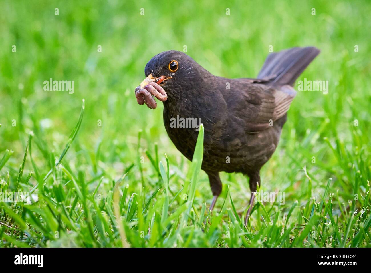 Amsel mit Würmern im Schnabel (Turdus merula Stockfotografie - Alamy