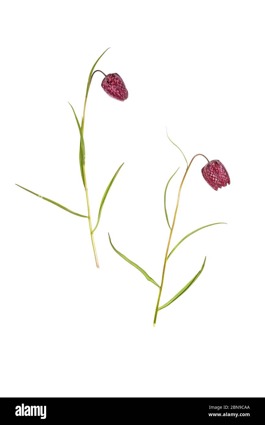 Schlangenkopf oder karierte Lilie (Fritillaria meleagris) auf weißem Hintergrund Stockfoto