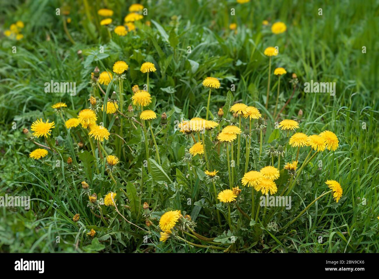 Wild blühende gelbe Löwenzahn Blüten, selbstblühend Fokus. Natürlicher Hintergrund Stockfoto