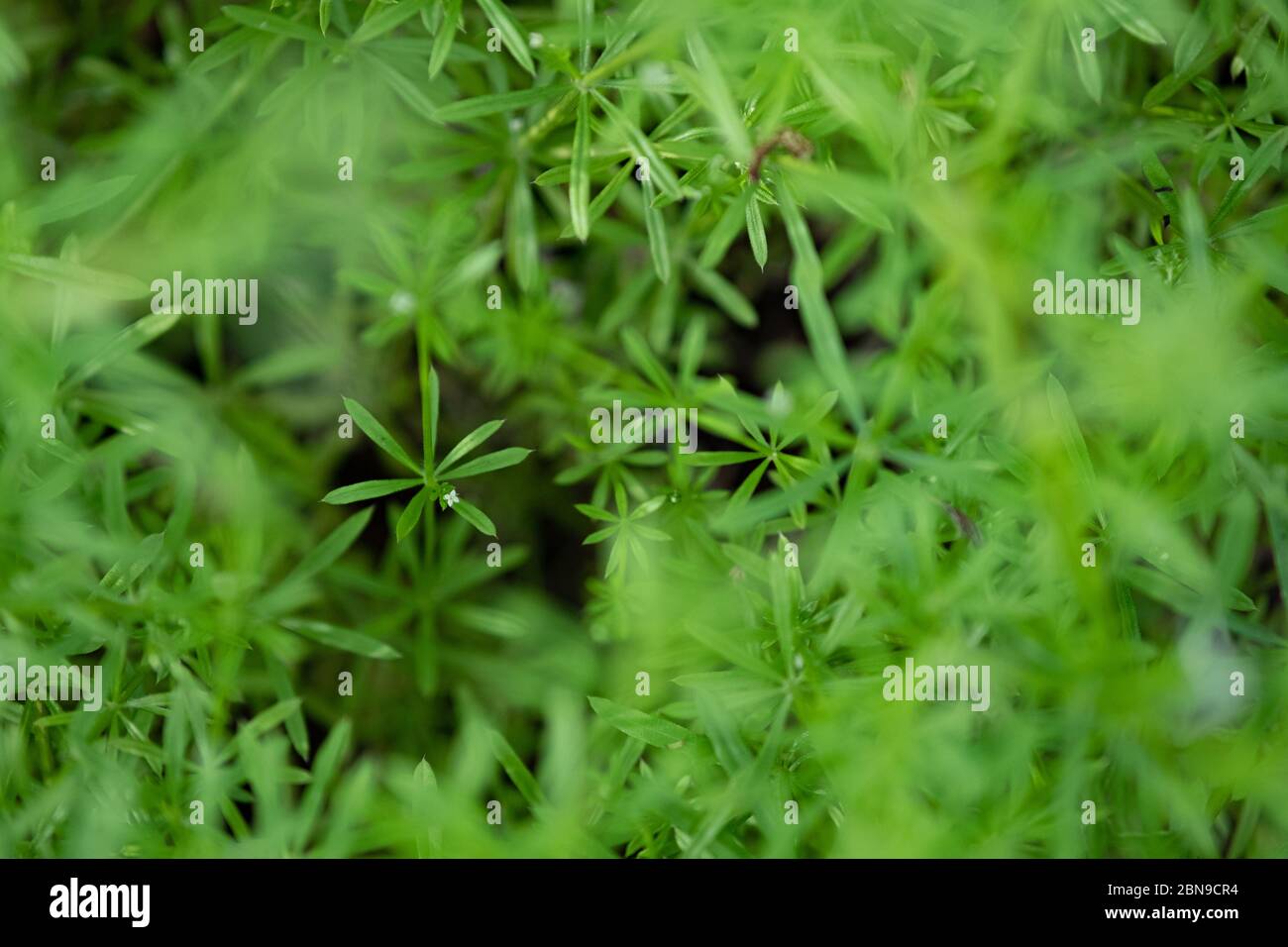 Natürlicher grüner Hintergrund. Frische junge Blätter der Pflanze und eine kleine Blume, dünne Tiefe des Feldes Stockfoto