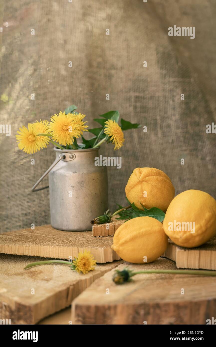 Gelber Löwenzahn in Aluminiumkiste und drei Zitronen, natürlicher Holzhintergrund, Frühling, Vintage Stillleben Stockfoto