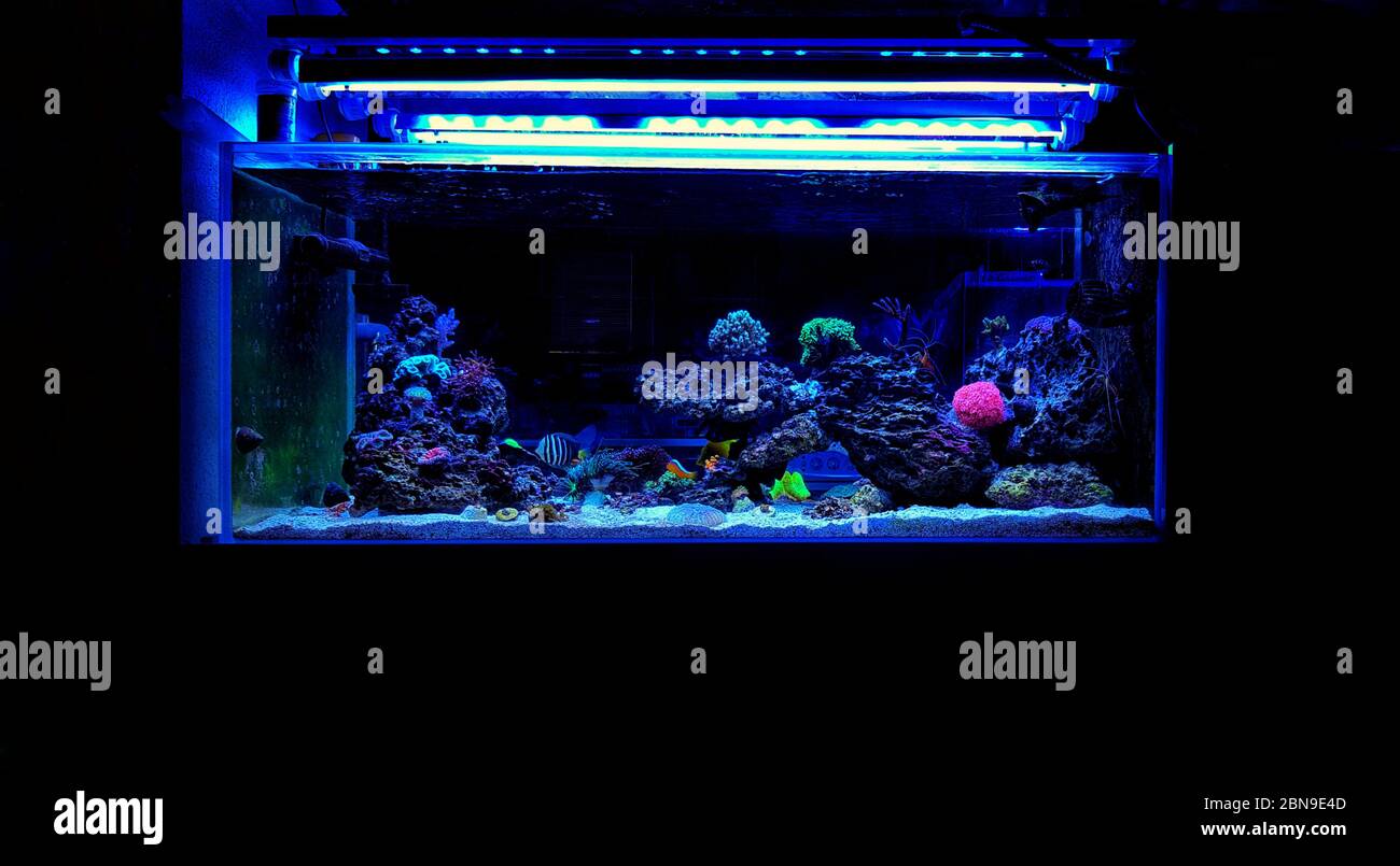 Erstaunlich bunte Salzwasser Coral Reef Aquarium Tank Stockfoto