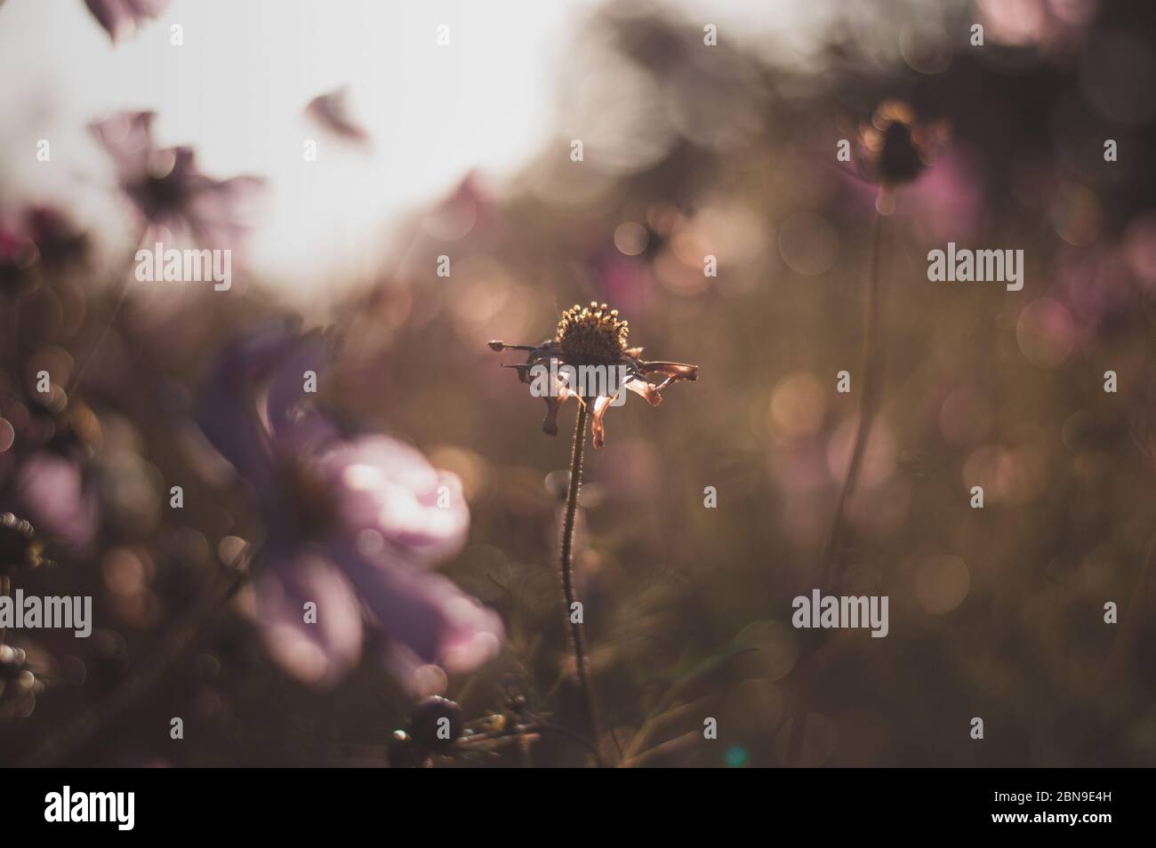 Kosmos Blumen im Herbst Blumen Herbst stimmungsvolle Sonnenstrahl Sonnenlicht warme Farben Stockfoto