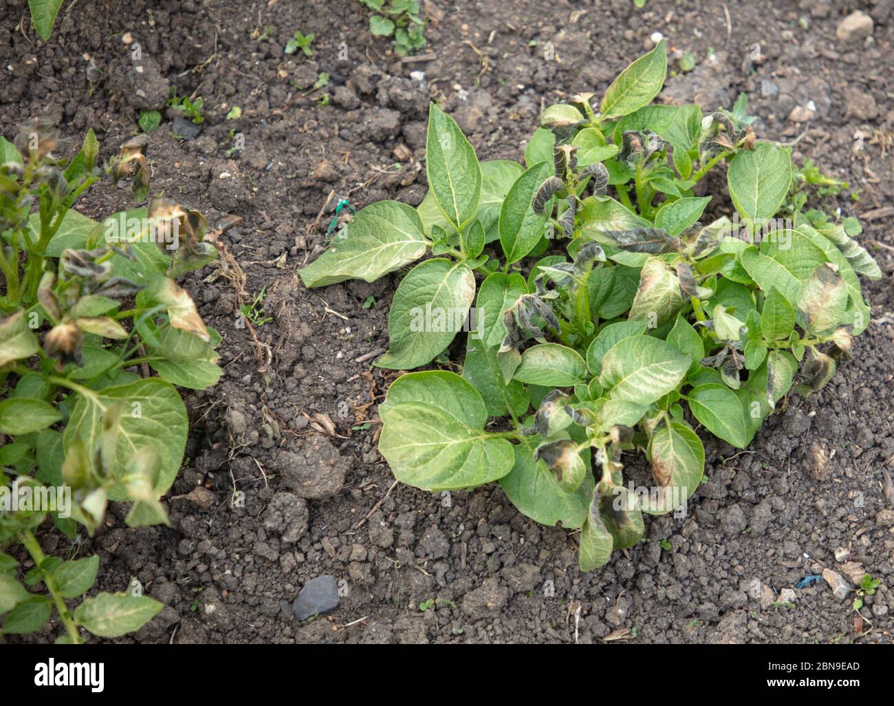 Kartoffeln auf dem Schottergebiet mit Frostschäden an den Blättern im Norden Londons, im Mai. Stockfoto