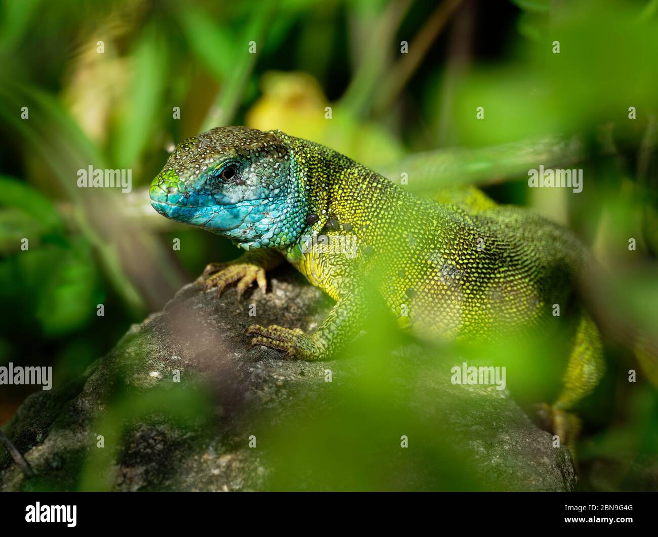 Europäische Grüne Eidechse - Lacerta viridis - große grüne und blaue Eidechse in den europäischen Mittelbreiten verteilt, Männchen mit der Zecke (Ernte-Milbe) auf t Stockfoto