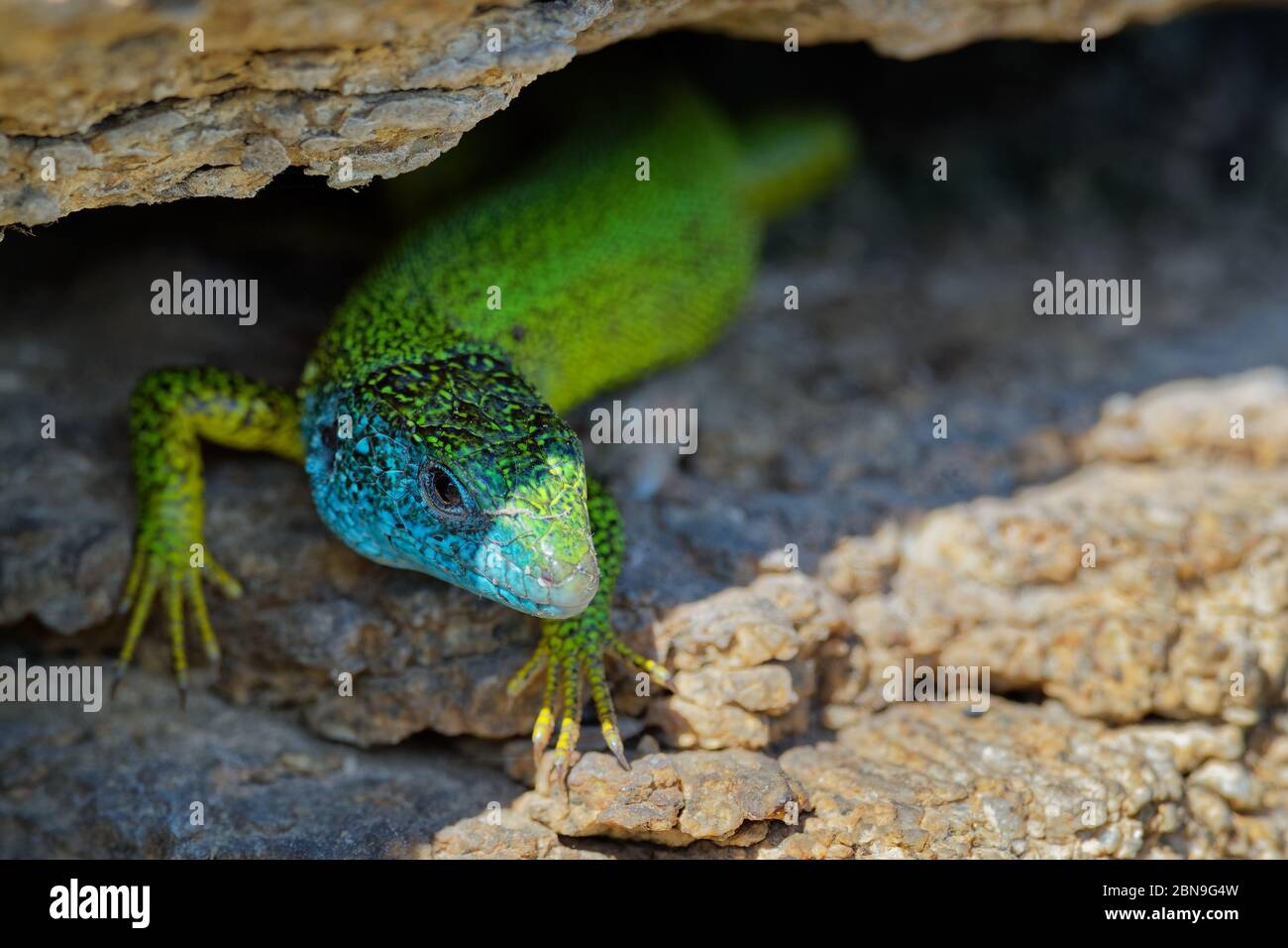 Europäische Grüne Eidechse - Lacerta viridis - große grüne und blaue Eidechse in den europäischen Mittelbreiten verteilt, Männchen mit der Zecke (Ernte-Milbe) auf t Stockfoto