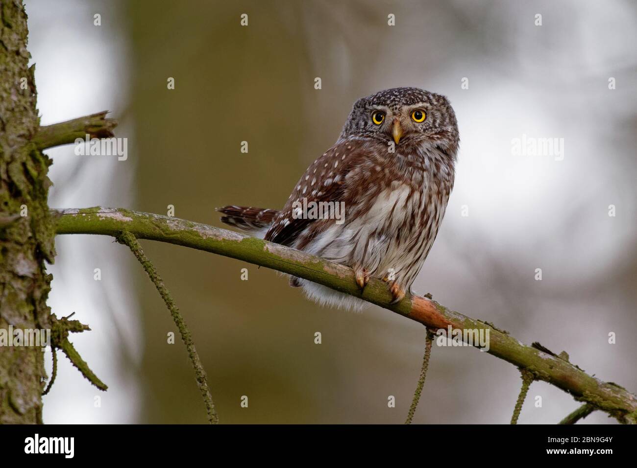 Eurasische Zwergeule - Glaucidium passerinum auf dem Ast im Wald sitzend, kleine eule mit dem grünen und Waldhintergrund. Stockfoto